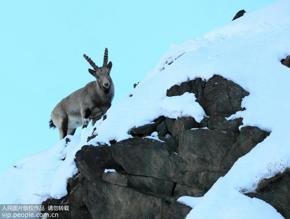 Rare species of wild goat captured on film