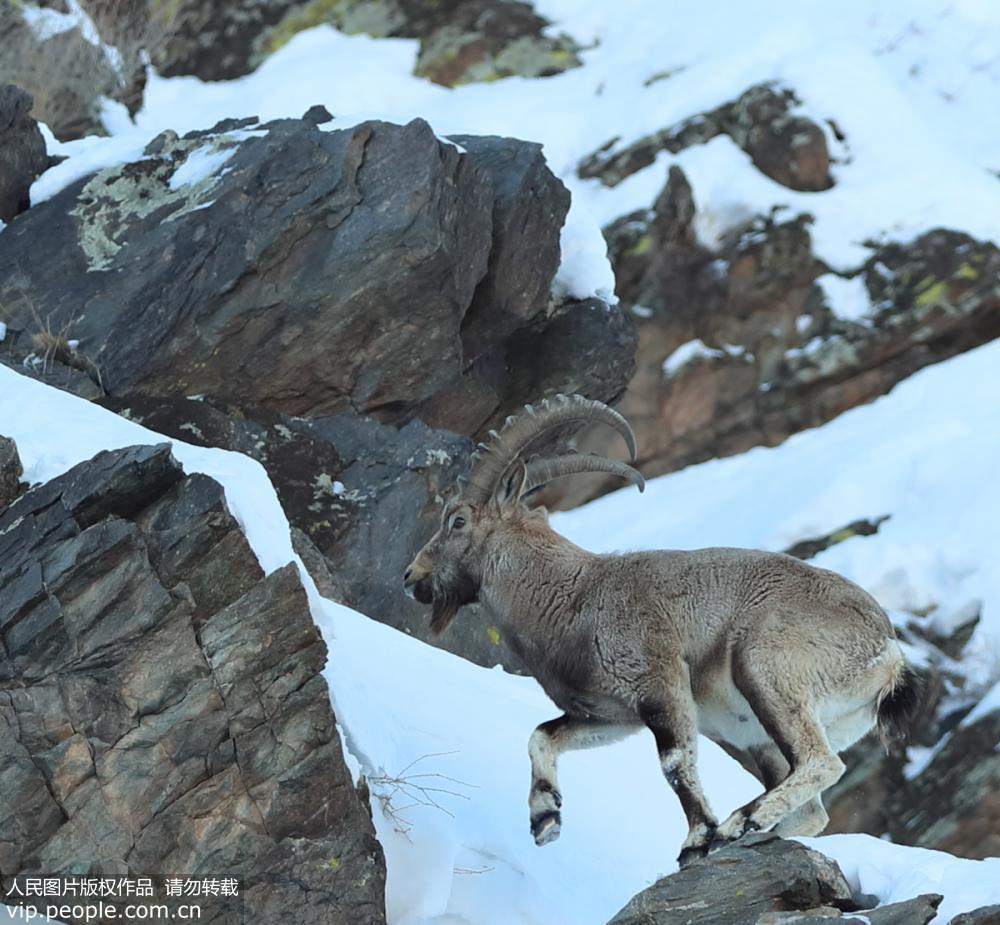 Rare species of wild goat captured on film