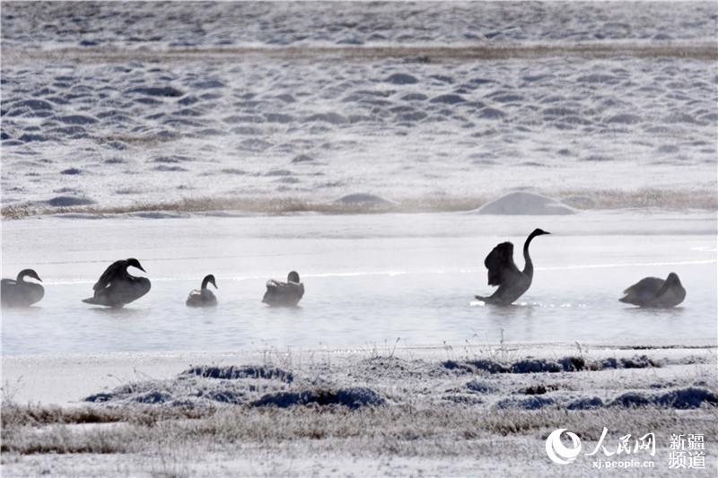 Picturesque scenery of Xinjiang's Bayinbuluke Wetland