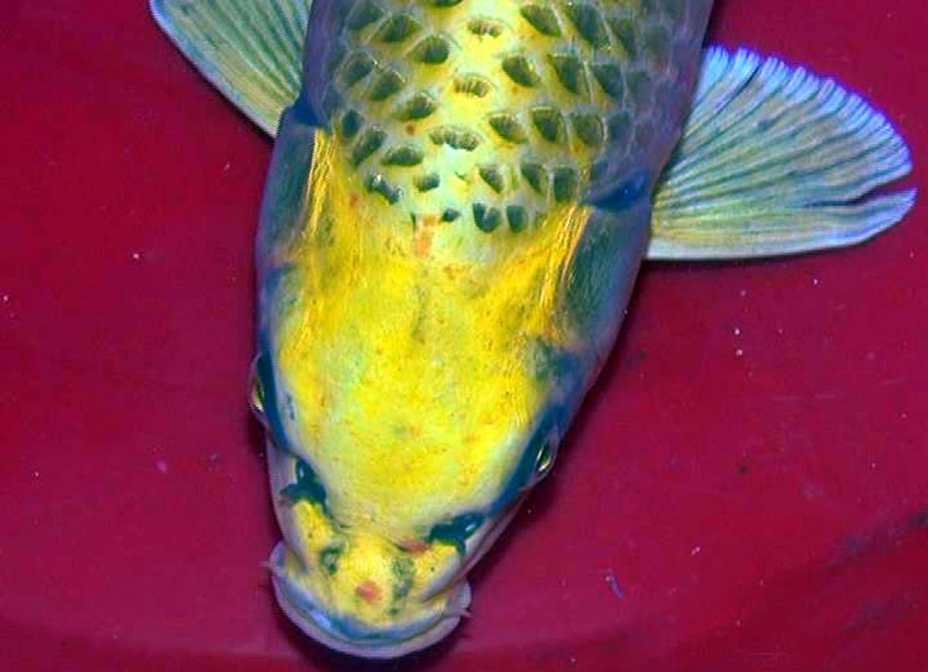 Fish with 'leopard spots' caught in Jiangsu