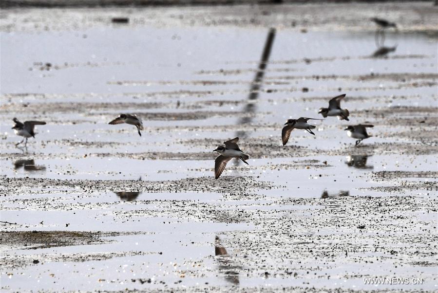 CHINA-HAINAN-DONGZHAIGANG-MIGRANT BIRDS(CN)