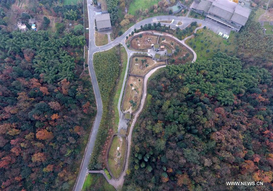 China Exclusive: Panda Grandpa welcomes winter at Sichuan 