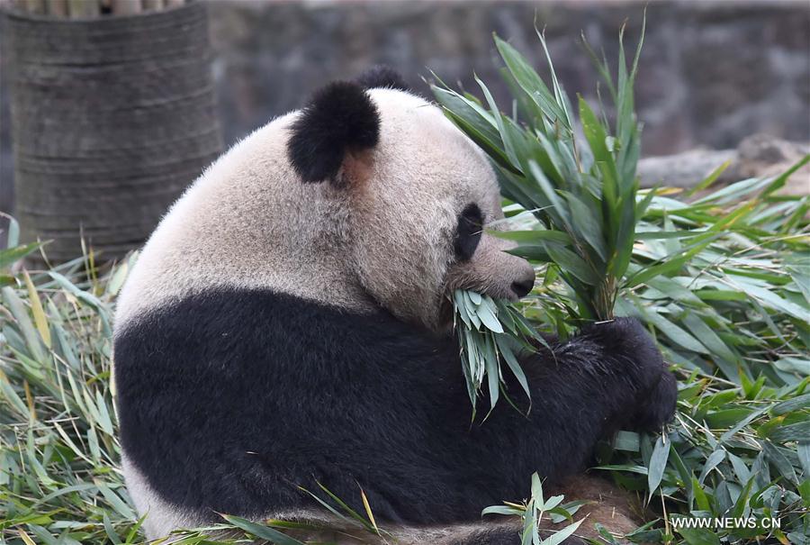 China Exclusive: Panda Grandpa welcomes winter at Sichuan 
