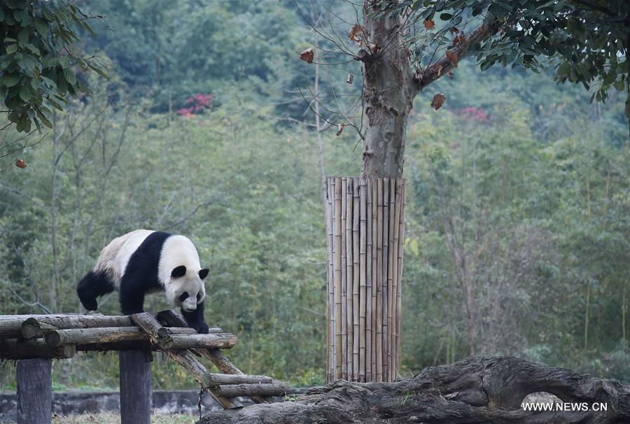 China Exclusive: Panda Grandpa welcomes winter at Sichuan 