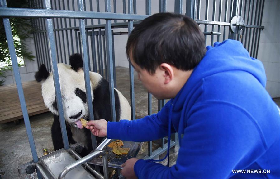 China Exclusive: Panda Grandpa welcomes winter at Sichuan 