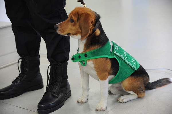 Trained dogs put into service in Hebei Customs