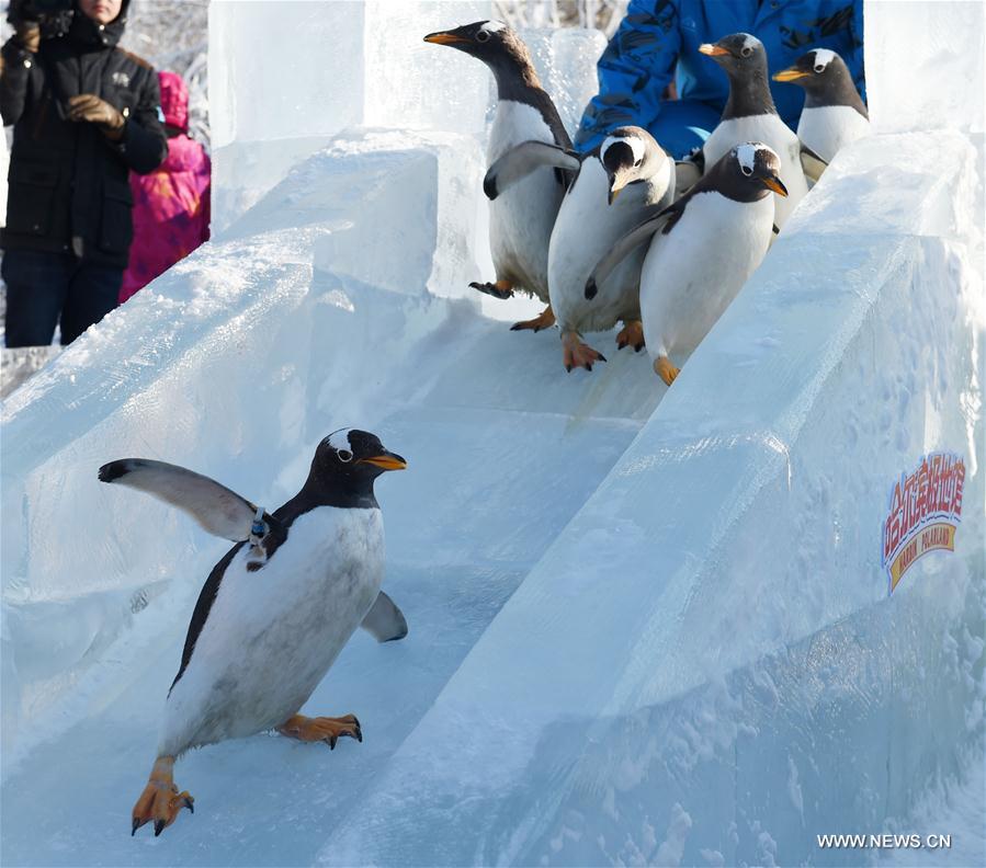 Penguins from Harbin Polarland try an ice slide outdoors in Harbin, capital of northeast China's Heilongjiang Province, Dec. 26, 2016.