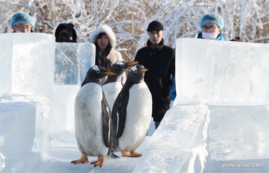 Penguins from Harbin Polarland try an ice slide outdoors in Harbin, capital of northeast China's Heilongjiang Province, Dec. 26, 2016.