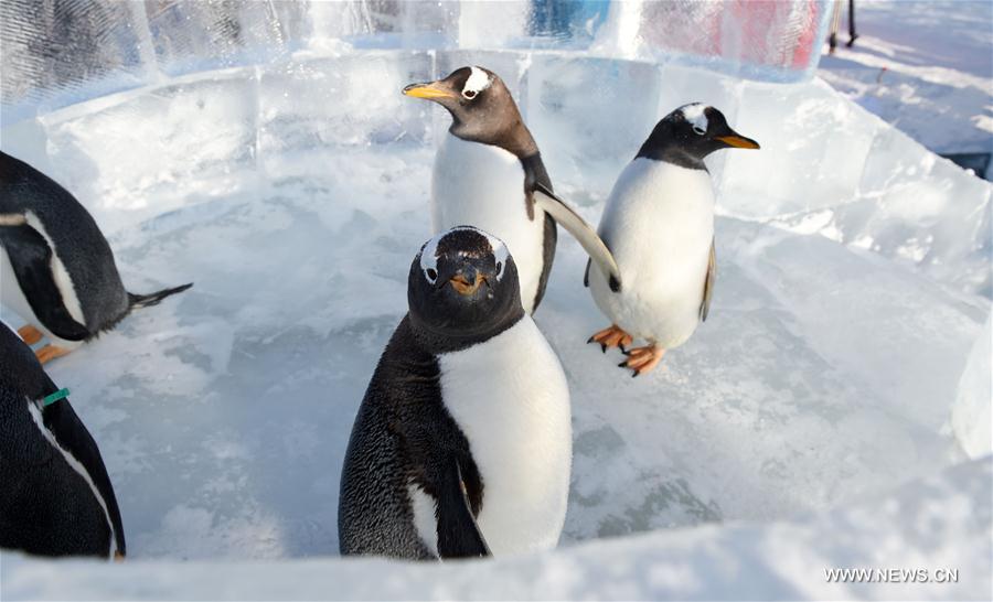 Penguins from Harbin Polarland try an ice slide outdoors in Harbin, capital of northeast China's Heilongjiang Province, Dec. 26, 2016.