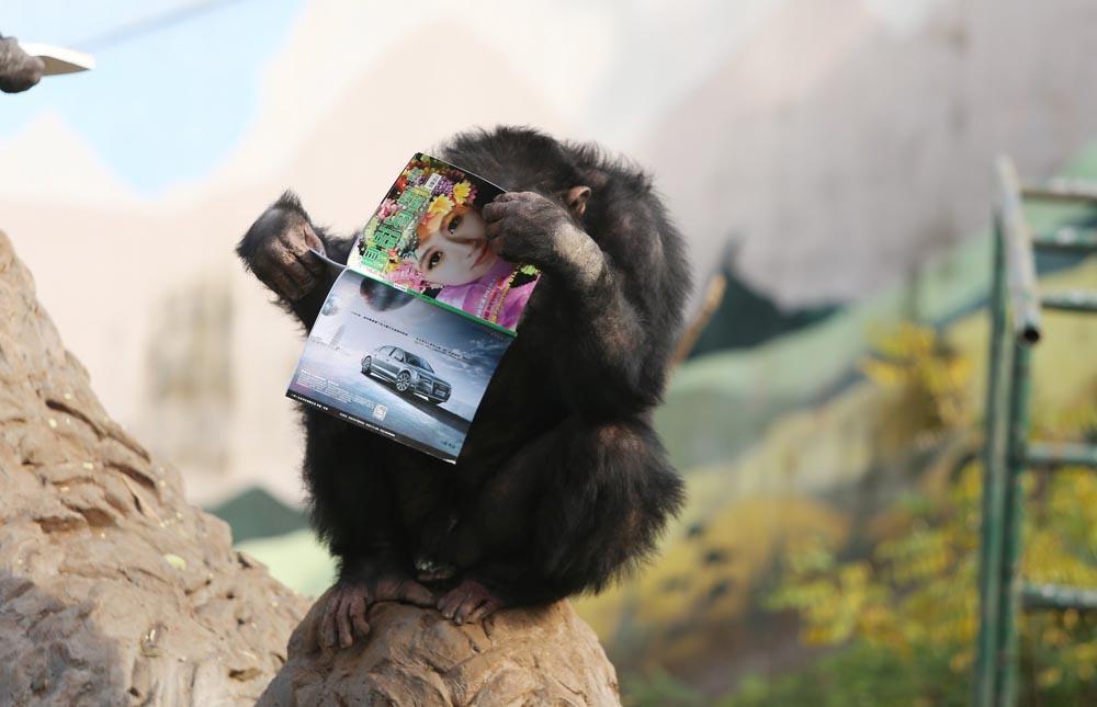 Studious chimpanzees 'read' books in zoo