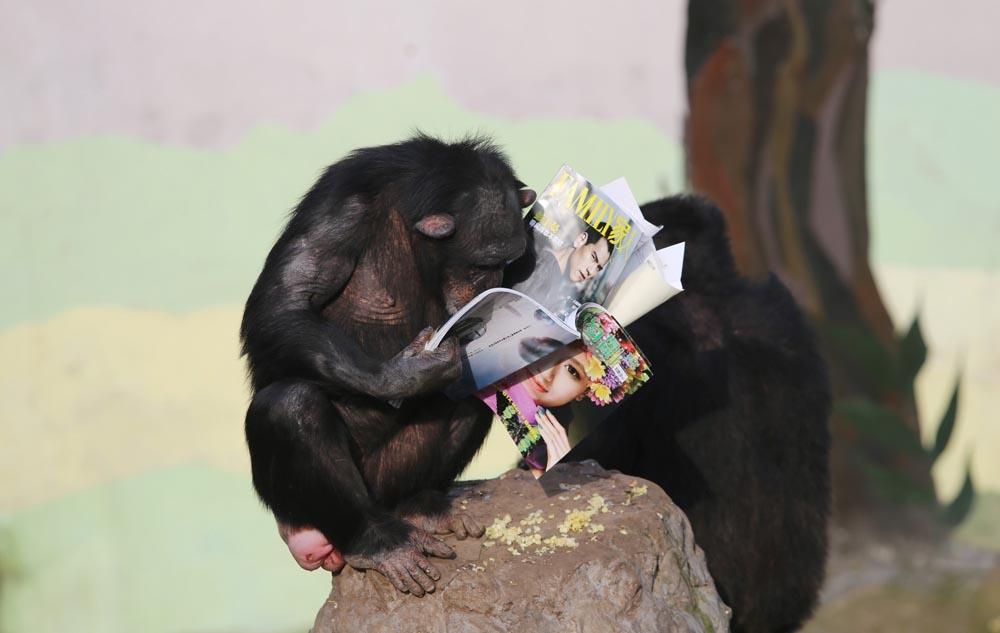 Studious chimpanzees 'read' books in zoo