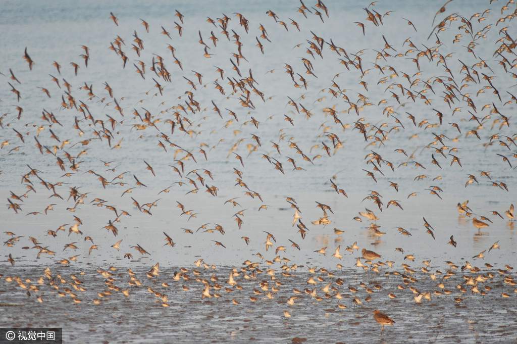 Magnificent! Tens of thousands of migrant birds forage near Jiaozhou Bay
