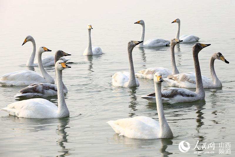 Swans spend winter in Sanwan Wetland