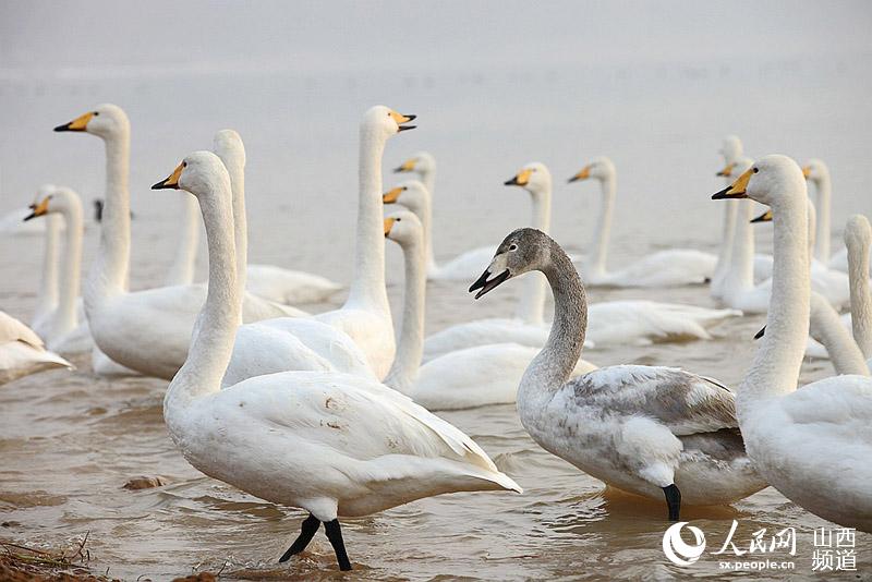 Swans spend winter in Sanwan Wetland