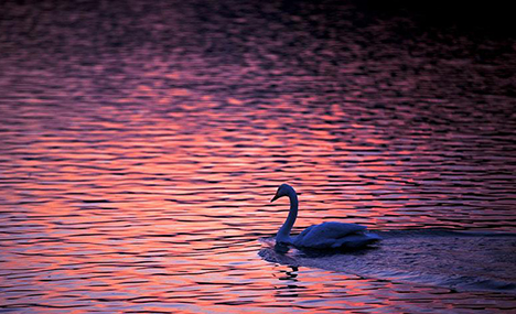Swans spend winter in Sanwan Wetland