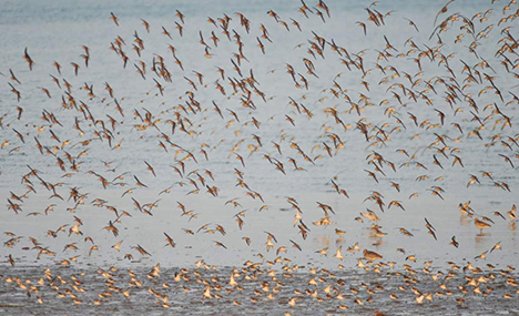 Migrant birds forage near Jiaozhou Bay