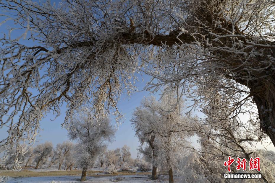 Splendid frost along Xinjiang's Tarim River