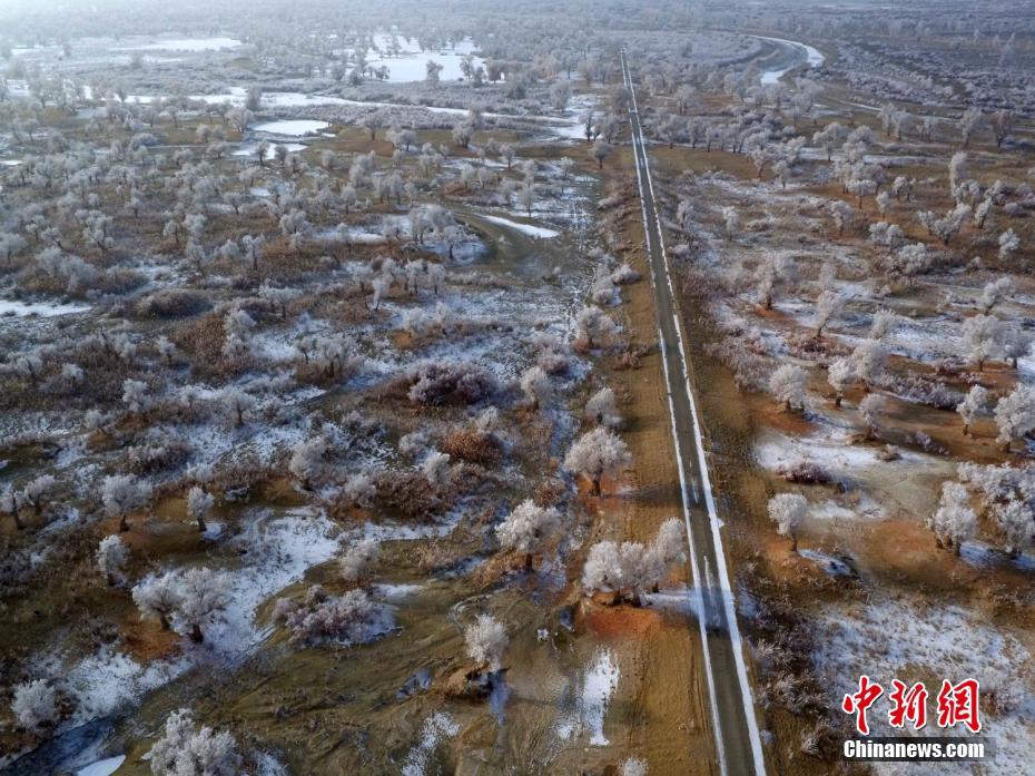 Splendid frost along Xinjiang's Tarim River