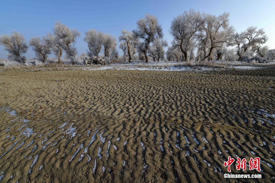 Splendid frost along Xinjiang's Tarim River