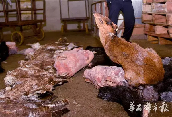 Sichuan cracks down wildlife trafficking