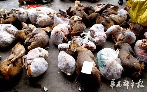 Sichuan cracks down wildlife trafficking