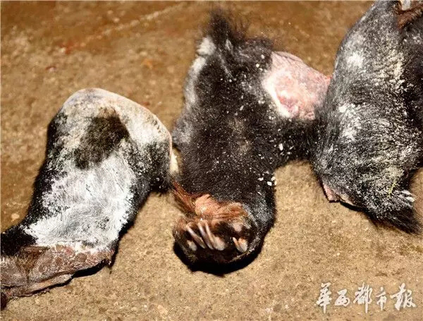 Sichuan cracks down wildlife trafficking
