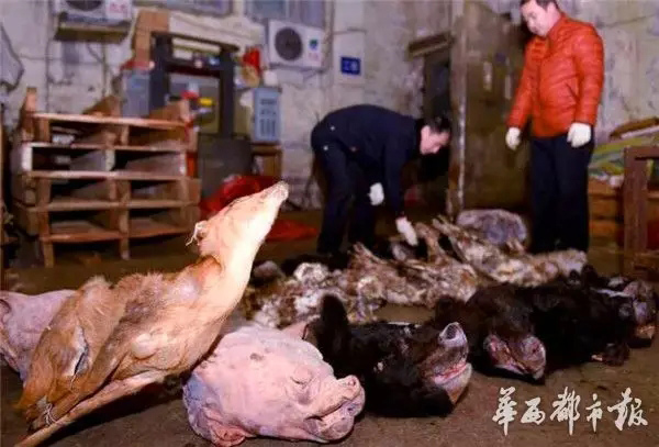 Sichuan cracks down wildlife trafficking