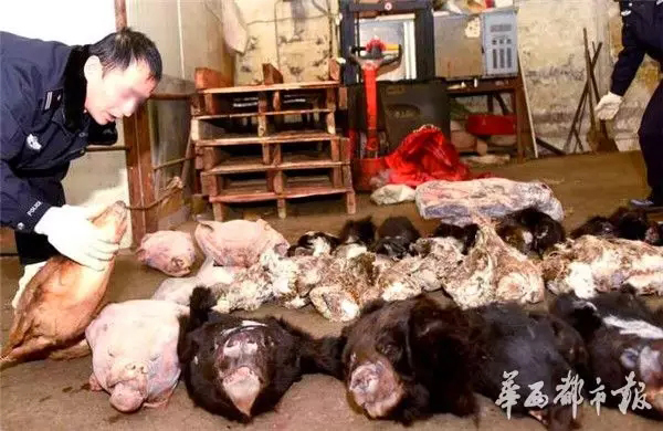 Sichuan cracks down wildlife trafficking