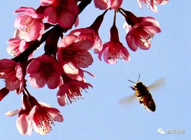 In warm winter, cherry flowers are in bloom in Pu’er