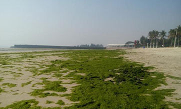 Beihai's famous Silver Beach turned green by algae