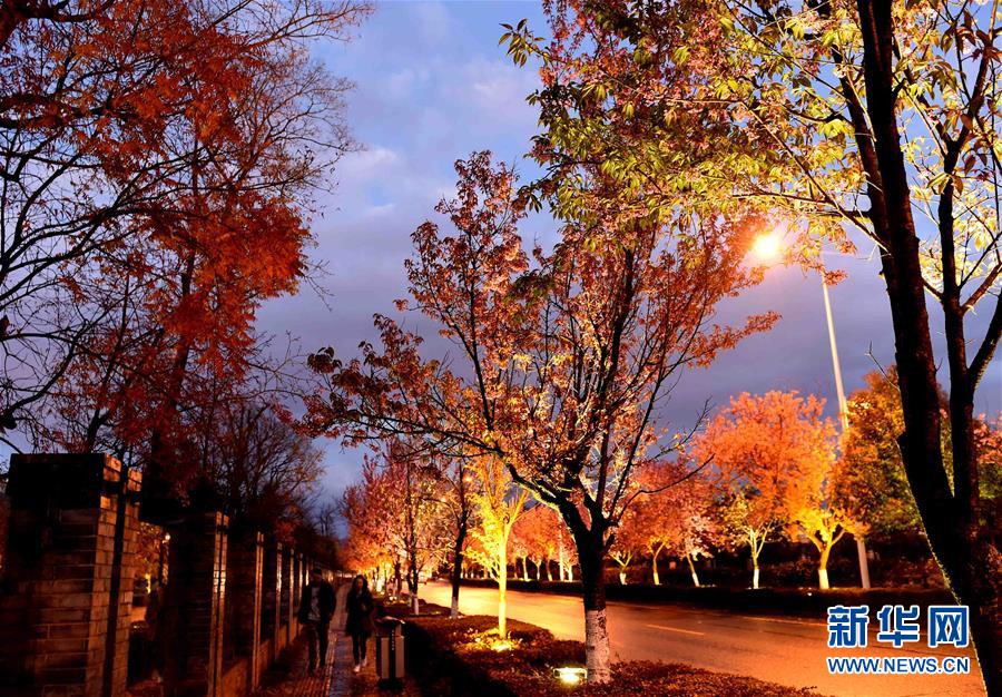 Night view of cherry blossoms after rain in SW China's Kunming
