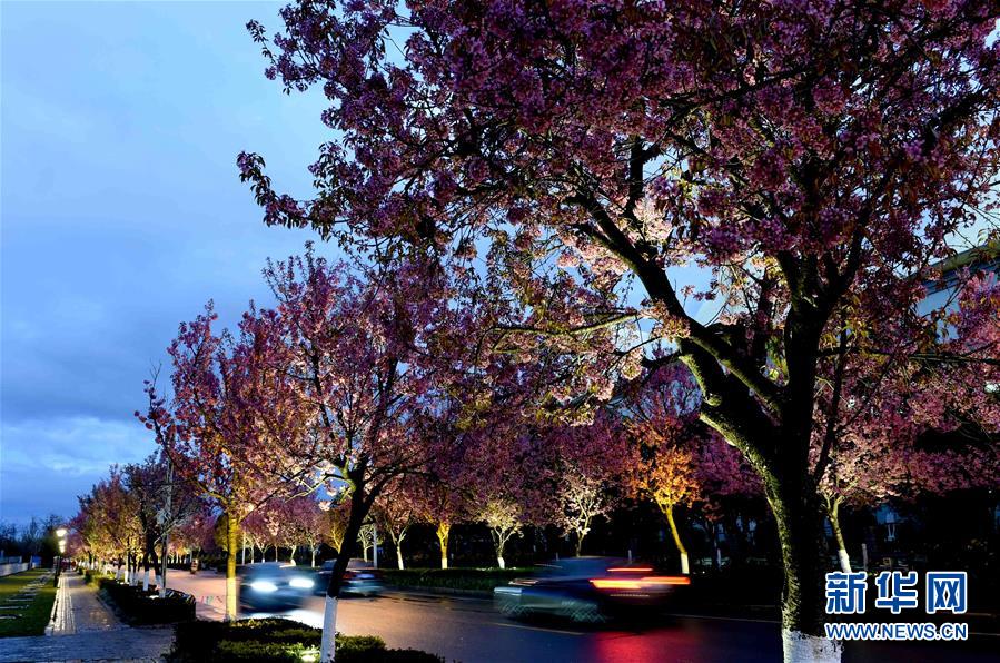 Night view of cherry blossoms after rain in SW China's Kunming