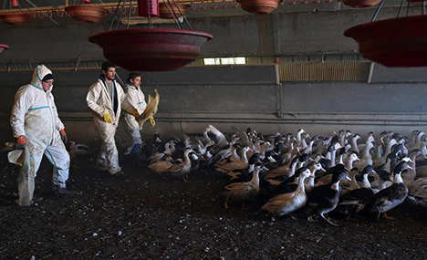 France targets ducks in fight against bird flu