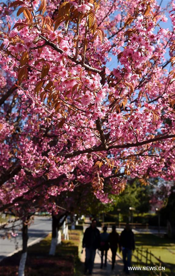 CHINA-KUNMING-CHERRY BLOSSOMS (CN)