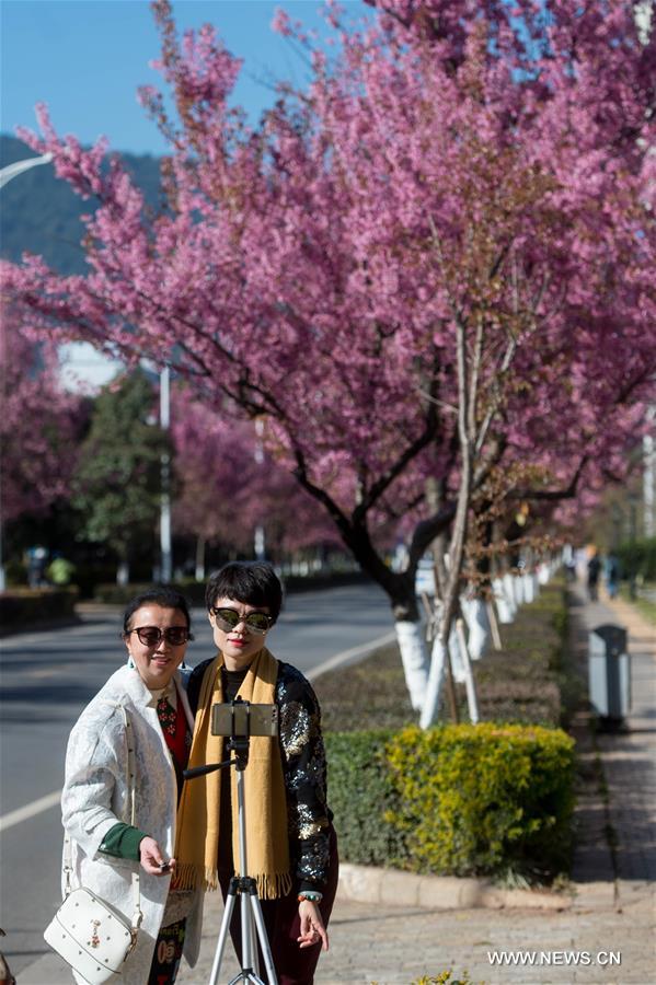 CHINA-KUNMING-CHERRY BLOSSOMS (CN)