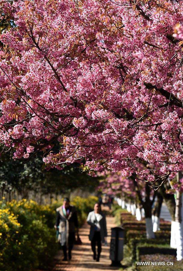 CHINA-KUNMING-CHERRY BLOSSOMS (CN)