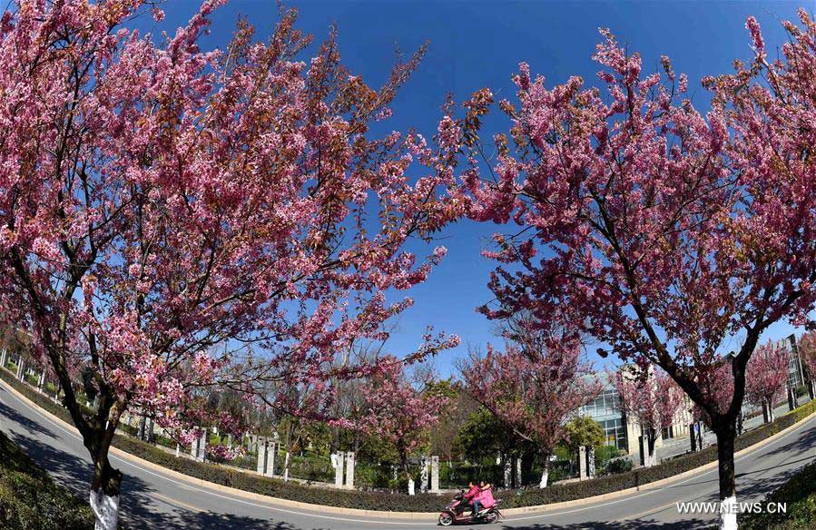 CHINA-KUNMING-CHERRY BLOSSOMS (CN)