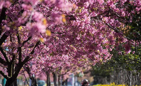 Scenery of winter cherry blossoms in Kunming