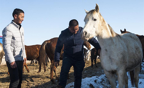 Horse breeding becomes pillar industry in Xinjiang