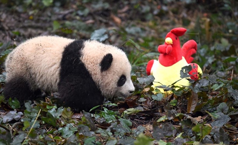 Panda cubs pose for New Year greetings in SW China 