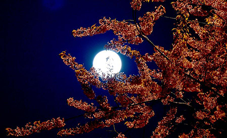 Cherry blossoms under moonlight in Kunming