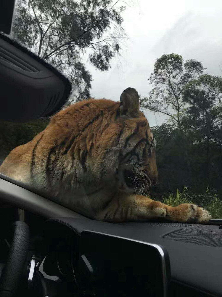 Thrilling encounter with Bengal tiger