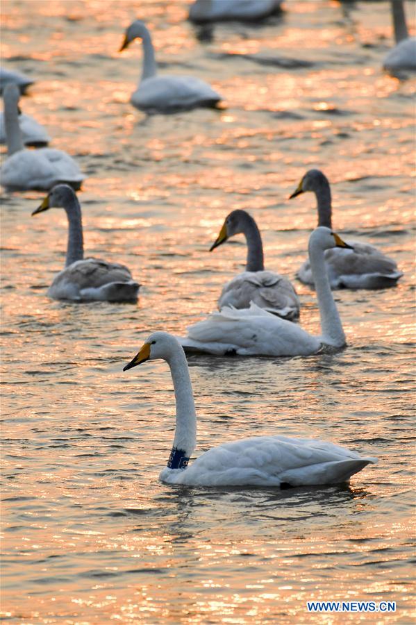 Migratory swans from Siberia spend winter in China's Henan