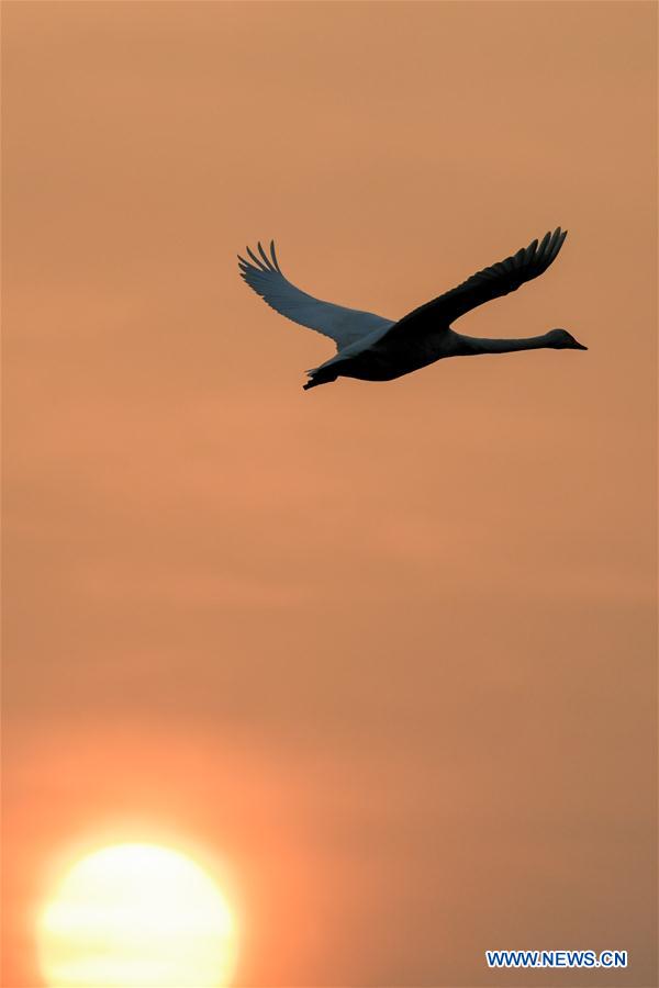 Migratory swans from Siberia spend winter in China's Henan