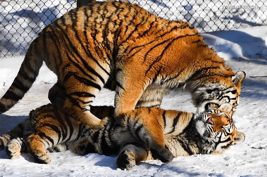 Animals winter at Siberian Tiger Park in NE China