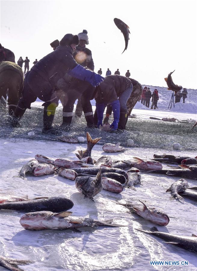 Fishermen harvest in winter fishing in China's Xinjiang