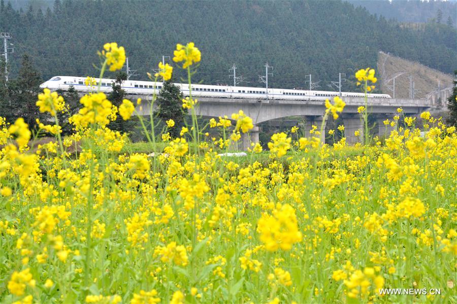 Bullet train passes through rape flowers fields in Guizhou
