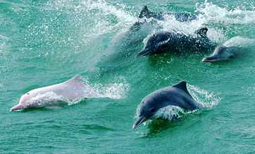 Chinese white dolphin reserve established in Zhuhai