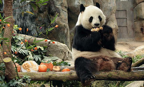 Giant panda 'Le Le' enjoys Spring Festival meal 