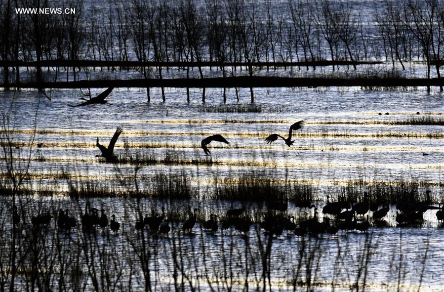 CHINA-YUNNAN-BLACK-NECKED CRANES (CN)